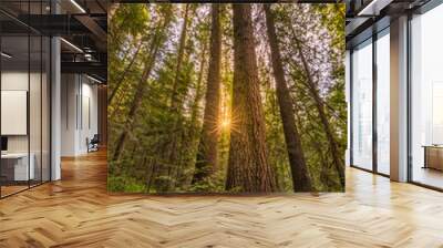 Vertical view of the cedar forest at sunset in Northern Idaho, sunburst effect. Wall mural