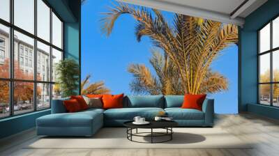 Palm trees on the blue sky background Wall mural