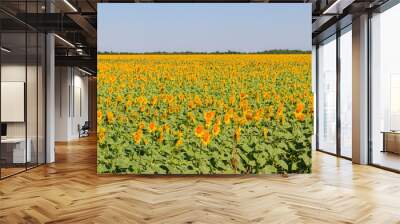 View of beautiful sunflower field at summer Wall mural