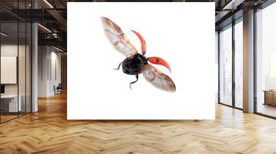 coccinelle en vol Wall mural