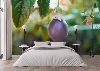 Many green and purple passion fruits on vine, healthy living, fresh, vitamin c, antioxidant,  Wall mural