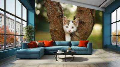 Funny white kitten play on a tree. Portrait of an domestic cat. Wall mural