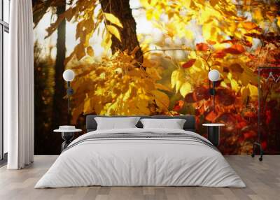 Red and golden leaves in autumn sunny forest. Wall mural