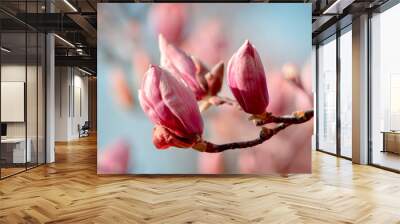 pink flowers of magnolia Wall mural