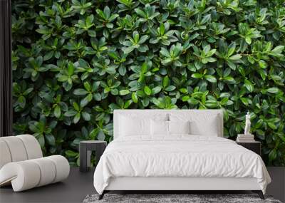 Background of the green leaves of the bush Wall mural