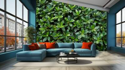 Background of the green leaves of the bush Wall mural