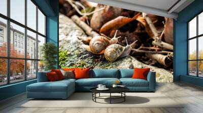 a couple of snails in the wild moving slowly in search of food in the forest Wall mural