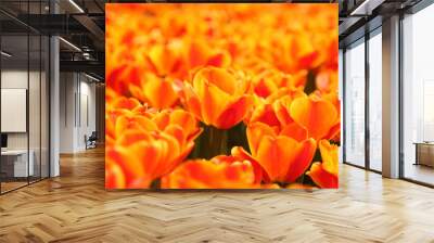 orange spring flowers Wall mural