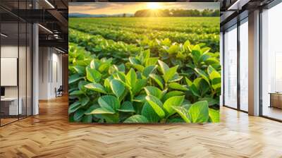 Agriculture field, soybeans thrive, leaves shimmering in nature's light, testament to successful farming and growing soy crop. rows of green soy crops growth, farming of vegetables in agricultural. Wall mural