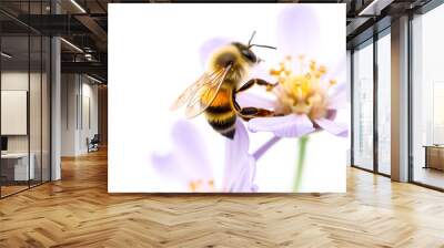 closeup of a bee collecting pollen in a lavender flower on white background Wall mural