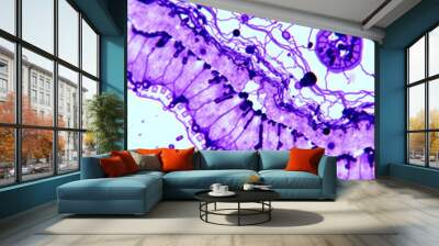 Education anatomy and Histological sample Spinal cord Tissue under the microscope. Wall mural