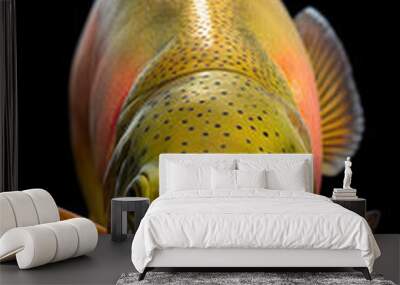 Golden Trout in the solid black background Wall mural