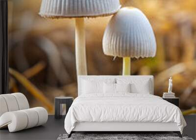 Two little young white coprinus mushrooms growing on straw and manure, soft focused shot. Wall mural