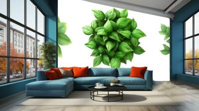 Green plant leaves isolated on transparent background, fresh foliage set Wall mural