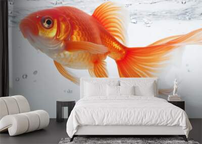  red goldfish swims . Panoramas perfect for banners and header images Wall mural