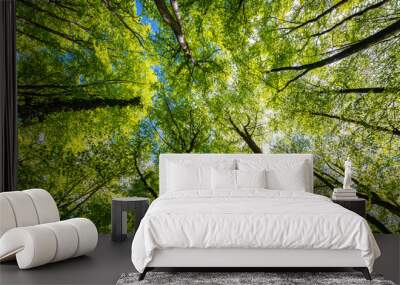 Treetop panorama of beech (fagus) and oak (quercus) trees in a forest in Hemer Sauerland on a bright sping day with fresh green foliage, strong trunks and boles seen from below in frog perspective. Wall mural