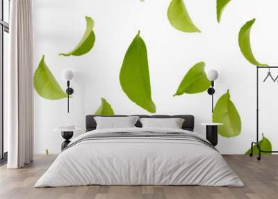 fly green leaves isolated Wall mural