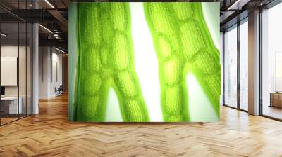 zoom microorganism algae cell Wall mural