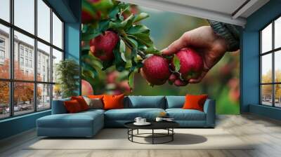  hand of farmer picking red apple fruit Wall mural