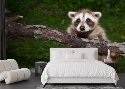 Baby Raccoon Wall mural