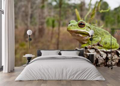 Barking Tree Frog Wall mural