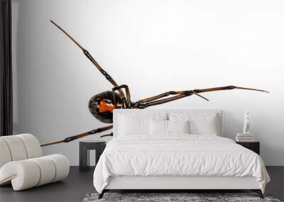 Black Widow Spider - Latrodectus mactans Wall mural