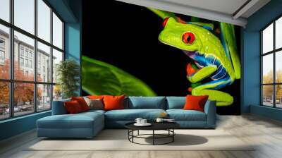 Red-eyed Tree Frog (Agalychnis callidryas) Wall mural