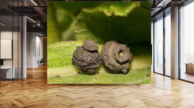 two potter wasp nests Wall mural