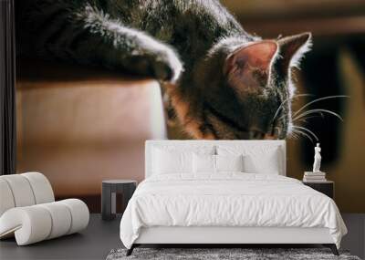 portrait of curious whisker kitten lying on an antique wooden cabinet looking at something wanting to play Wall mural