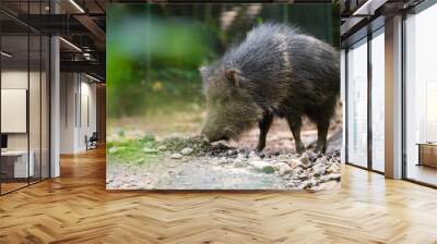 The Chacoan peccary or tagua (Catagonus wagneri) is the last extant species of the genus Catagonus, found in the Gran Chaco of Paraguay, Bolivia, and Argentina. Approximately 3,000 remain in the world Wall mural