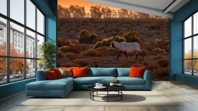 Arabia nature.  Wildlife Jordan, Arabian oryx or white oryx, antelope with a distinct shoulder bump, . Animal in the nature habitat, Shaumari reserve, Travel Jordan Wall mural