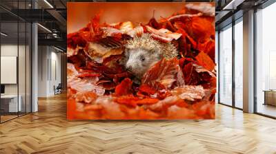 Autumn orange leaves with hedgehog. European Hedgehog, Erinaceus europaeus, on a green moss at the forest, photo with wide angle. Hedgehog in dark wood, autumn image.Cute funny animal with snipes. Wall mural