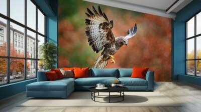 Autumn wildlife, bird of prey Common Buzzard, Buteo buteo, flight on coniferous spruce tree branch. Wildlife scene from the nature. Landing on spruce tree. Buzzard fly in the forest. Wall mural