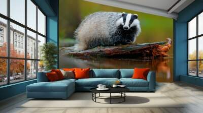 Badger in lake water, animal nature habitat, Germany, Europe. Wildlife scene. Wild Badger, Meles meles, animal in wood. European badger, tree trunk in river. Cute mammal environment, rainy day. Wall mural