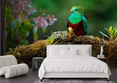 Beautiful bird in nature tropic habitat. Resplendent Quetzal, Pharomachrus mocinno, Savegre in Costa Rica, with green forest background. Magnificent sacred green and red bird. Birdwatching in jungle. Wall mural