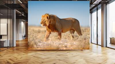 Big lion with mane in Etosha, Namibia. African lion walking in the grass, with beautiful evening light. Wildlife scene from nature. Aninal in the habitat. Wall mural