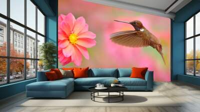 Bird with pink flower. Hummingbird Brown Inca, Coeligena wilsoni, flying next to beautiful pink bloom, Colombia. Bird in the blooming garden. Wildlife scene from nature. Animal in the tropic forest. Wall mural