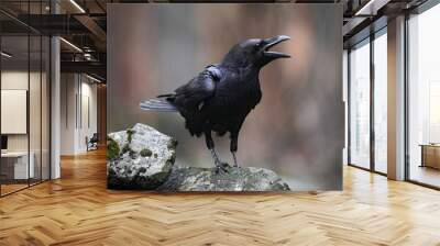 Black bird raven with open beak sitting on the stone Wall mural