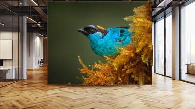 Blue Golden-naped Tanager, Tangara ruficervix, Amagusa reserve in Ecuador. Blue golden bird sitting on the branch in the forest habitat. Birdwatching in South America. Wildlife nature in Ecuador. Wall mural