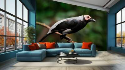 Coleto starling, Sarcops calvus, black bird in the forest habitat. Coleto sitting on the branch in green vegetation, rare endemic bird from Philippines. Wildlife scene from nature. Wall mural