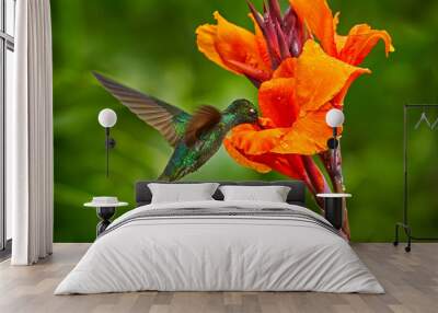 Costa Rica wildlife. Talamanca hummingbird, Eugenes spectabilis, flying next to beautiful orange flower with green forest in the background, Savegre mountains, Costa Rica. Bird fly  in nature. Wall mural