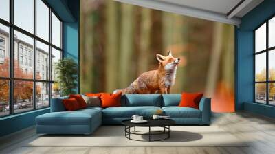 Cute Red Fox, Vulpes vulpes, fall forest. Beautiful animal in the nature habitat. Orange fox, detail portrait, Czech. Wildlife scene from the wild nature. Red fox running in orange autumn leaves. Wall mural