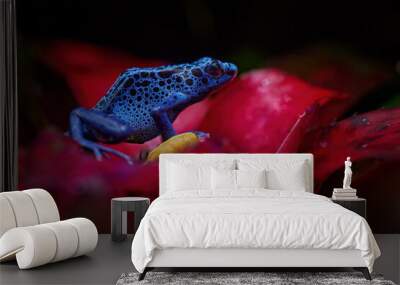 Dendrobates tinctorius 'True Sipaliwini', Dyeing Poison Dart Frog, blue frog in tropical nature. Wildlife French Guiana. Venomous toxic amphibian on the red flower bloom. Exotic animal in the jungle. Wall mural