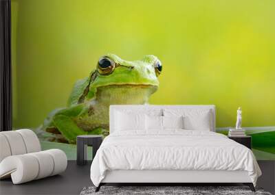 European tree frog, Hyla arborea, sitting on grass straw with clear green background. Nice green amphibian in nature habitat. Wild frog on meadow near the river, habitat. Wall mural