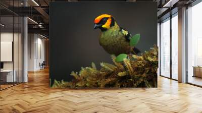 Flame-faced tanager, Tangara parzudakii, sitting on beautiful mossy branch. Bird from Mindo, Ecuador. Birdwatching in South America. Animal in the green forest. Wall mural