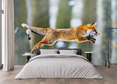 Fox flight. Red Fox jumping , Vulpes vulpes, wildlife scene from Europe. Orange fur coat animal in the nature habitat. Fox on the green forest meadow. Action fly funny scene from nature. Wall mural