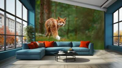 Fox in green forest. Cute Red Fox, Vulpes vulpes, at forest with flowers, moss stone. Wildlife scene from nature. Animal in nature habitat. Fox hidden in green vegetation. Animal, green environment. Wall mural