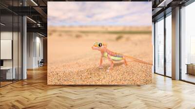 Gecko from Namib sand dune, Namibia. Pachydactylus rangei, Web-footed palmato gecko in the nature desert habitat. Lizard in Namib desert with blue sky with clouds, wide angle. Wildlife nature. Wall mural