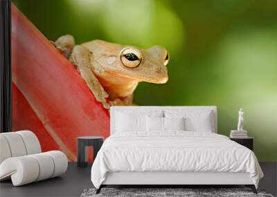 Hypsiboas pardalis, Leopard tree frog, with red flower, in tropic forest.  Frog from Costa Rica, tropic forest. Beautiful animal in jungle, exotic animal from South America. Eye detail. Wall mural