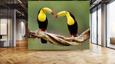 Keel-billed Toucan, Ramphastos sulfuratus, bird with big bill sitting on branch in the forest, Costa Rica. Nature travel in central America. Beautiful bird in nature habitat. Wall mural